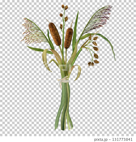 Bouquet of cattails, reeds, and rushes. Hand-drawn watercolor illustration. Isolated on a white background 131773841