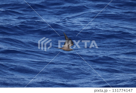 海上を飛ぶクロアジサシ 海上を飛ぶクロアジサシ 131774147