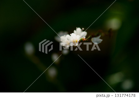 信濃川・やすらぎ堤の白花桜蓼(しろばなさくらたで) 信濃川・やすらぎ堤の白花桜蓼(しろばなさくらたで) 131774178