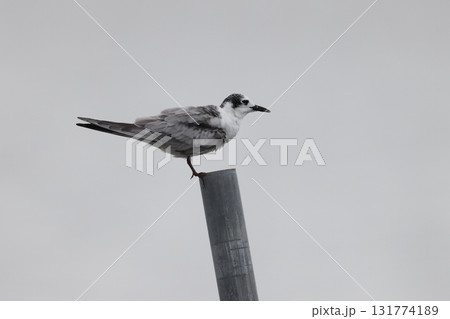 杭に止まるハジロクロハラアジサシの幼鳥 131774189