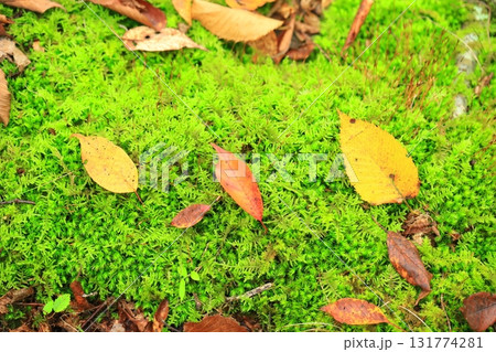 紅葉 紅葉 131774281