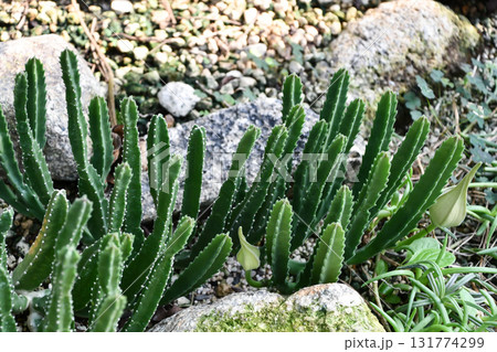 王犀角　Stapelia gigantea 131774299