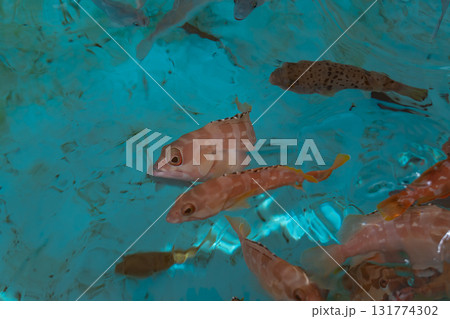 餌に群がる魚 131774302