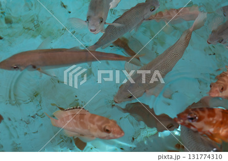 色々な魚 131774310