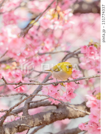 河津桜とメジロ(代々木公園) 河津桜とメジロ(代々木公園) 131774337