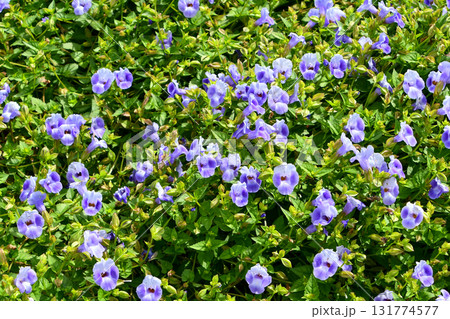 トレニア「サマーミスト」　Wishbone Flower 'Summer Mist' 131774577