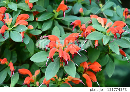 エスキナンツス・アンデルソニイ Lipstick plant エスキナンツス・アンデルソニイ Lipstick plant 131774578
