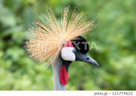 Close-up of a grey crowned crane with its golden crest feathers in sharp detail and natural background. Beautiful exotic bird wildlife photography showing elegance, nature, and tropical animal beauty. Close-up of a grey crowned crane with its golden crest feathers in sharp detail and natural background. Beautiful exotic bird wildlife photography showing elegance, nature, and tropical animal beauty. 131774622