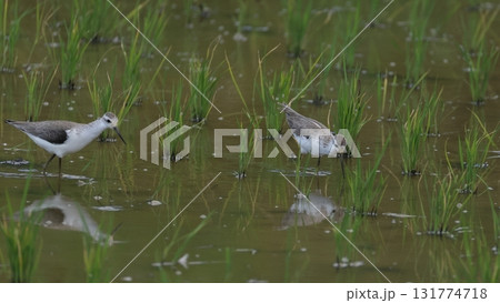 生き物　野鳥　コアオアシシギ、小さな群れが水田に。思い思いに採餌中 131774718