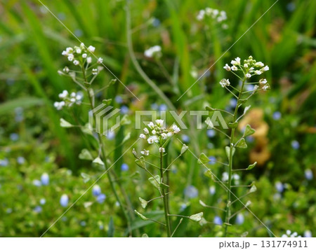 早春の荒川河川敷に咲くナズナの白い花 131774911