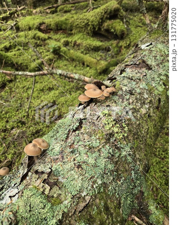 苔むした森のナラタケ Mushrooms in mossy forest 苔むした森のナラタケ Mushrooms in mossy forest 131775020