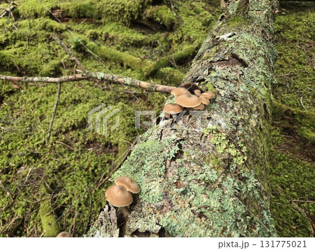 苔むした森のナラタケ Mushrooms in mossy forest 131775021