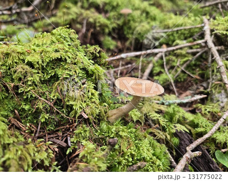 苔の中に立つナラタケ Single mushroom in mossy forest 131775022