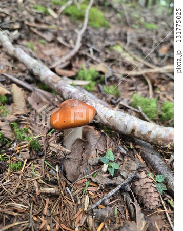 落ち葉の中のアブラシメジ Glossy mushroom in forest litter 131775025