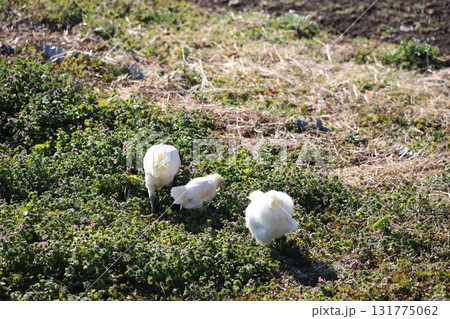 餌を探している烏骨鶏 131775062