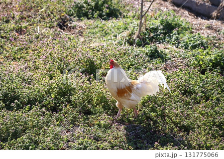 歩き回っている鶏 131775066