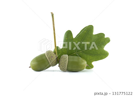 Two acorns and a green oak leaf are beautifully arranged, isolated on white. 131775122