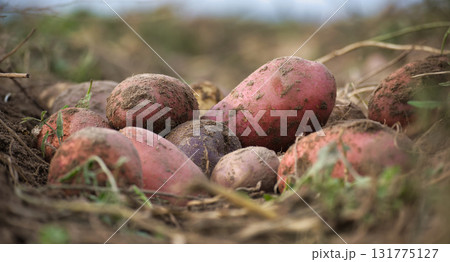 Freshly harvested potatoes on an organic farm, ready for the market. Freshly harvested potatoes on an organic farm, ready for the market. 131775127