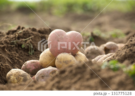 Heart-Shaped Potato Among Soil and Other Harvested Vegetables on a Farm Heart-Shaped Potato Among Soil and Other Harvested Vegetables on a Farm 131775128