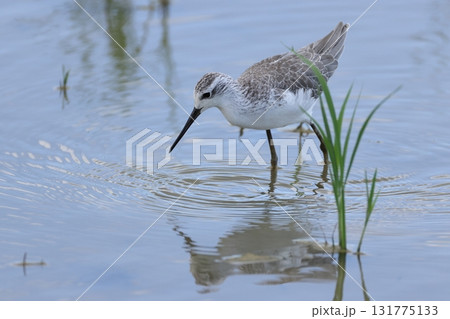 生き物 野鳥 コアオアシシギ、体長は二十四センチほど。細くまっすぐな嘴に長い脚、脚は青くありません 生き物 野鳥 コアオアシシギ、体長は二十四センチほど。細くまっすぐな嘴に長い脚、脚は青くありません 131775133
