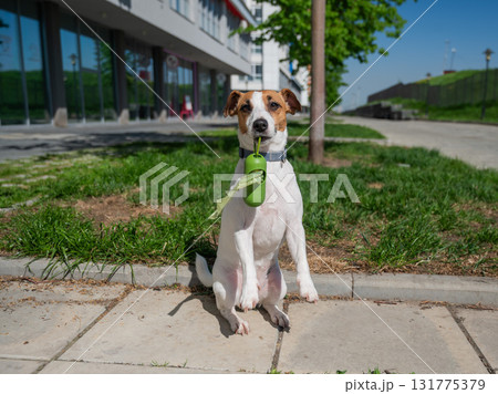 Adorable Dog with Waste Bag Ready for a Walk. Adorable Dog with Waste Bag Ready for a Walk. 131775379