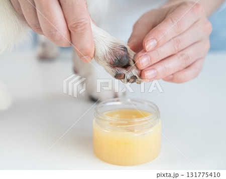 Woman applying wax to dog's paw.  131775410