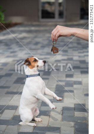 Woman holding bunch of house keys next to dog. Woman holding bunch of house keys next to dog. 131775421