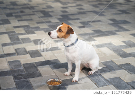 A Patient Dog Sitting by Its Food Bowl.  131775429