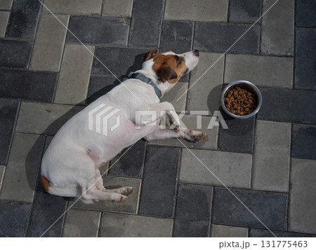 Sad dog lies next to food bowl. No appetite. Sad dog lies next to food bowl. No appetite. 131775463