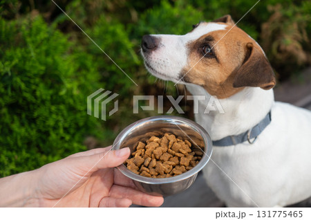 Sad dog turns away from food bowl. No appetite. Sad dog turns away from food bowl. No appetite. 131775465