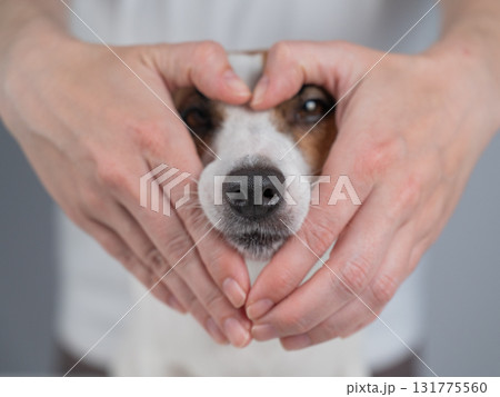 The owner makes a heart sign with her fingers near the face of her Jack Russell Terrier dog.  131775560