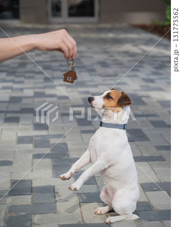 Woman holding bunch of house keys next to dog. Woman holding bunch of house keys next to dog. 131775562