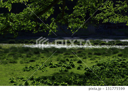 奥日光。初夏の緑が眩しく輝いている。湖では生き物たちが活発に動き回っている、力強い季節。 131775599
