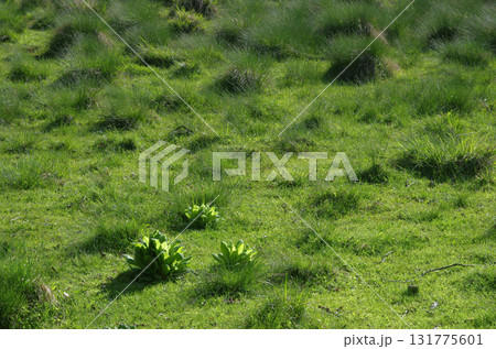 奥日光。初夏の緑が眩しく輝いている。湖では生き物たちが活発に動き回っている、力強い季節。 奥日光。初夏の緑が眩しく輝いている。湖では生き物たちが活発に動き回っている、力強い季節。 131775601