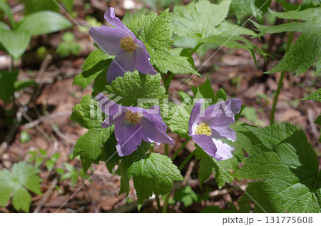 奥日光。初夏の緑が眩しく輝いている。湖では生き物たちが活発に動き回っている、力強い季節。 131775608