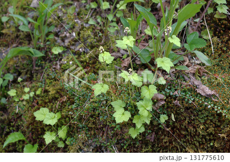奥日光。初夏の緑が眩しく輝いている。湖では生き物たちが活発に動き回っている、力強い季節。 131775610