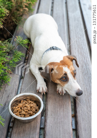 Sad dog lies next to food bowl. No appetite. Sad dog lies next to food bowl. No appetite. 131775611