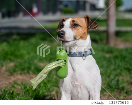 Adorable Dog with Waste Bag Ready for a Walk. Adorable Dog with Waste Bag Ready for a Walk. 131775616