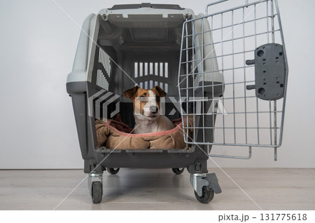 Jack Russell Terrier Dog in Pet Travel Box. Jack Russell Terrier Dog in Pet Travel Box. 131775618