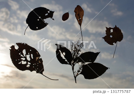 間もなく陽が沈む頃、大空は茜色。今日一日、なにか良いことあったかな。葉っぱが悠々と舞っている。 131775787