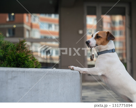 Jack Russell Terrier Dog Holding Apartment Keys.  131775894
