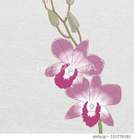 洋蘭　デンファレ（デンドロビューム） 131776182