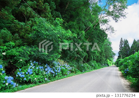 夏の津軽半島あじさいロード 131776234