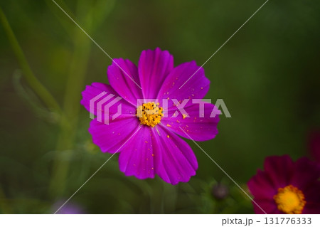 秋の日差しを受けて咲くコスモスの花 秋の日差しを受けて咲くコスモスの花 131776333