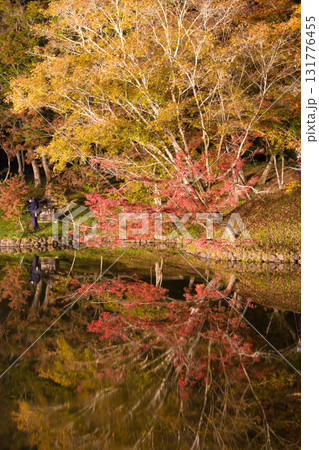 用作公園の紅葉ライトアップ(大分県豊後大野市) 用作公園の紅葉ライトアップ(大分県豊後大野市) 131776455