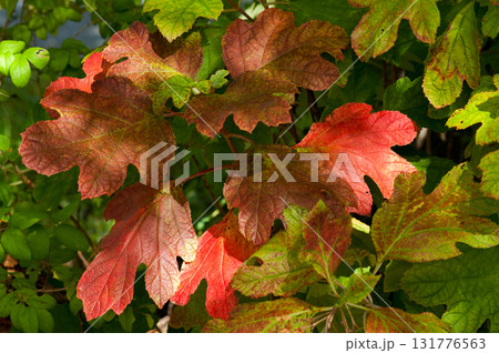 色づき始めた柏葉紫陽花 131776563