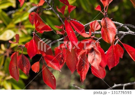 信濃川・やすらぎ堤の桜の紅葉 131776593