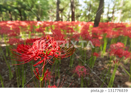 秋の気配を感じさせる色とりどりの彼岸花 秋の気配を感じさせる色とりどりの彼岸花 131776839