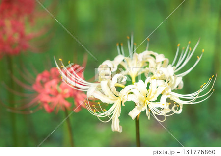 秋の気配を感じさせる色とりどりの彼岸花 秋の気配を感じさせる色とりどりの彼岸花 131776860