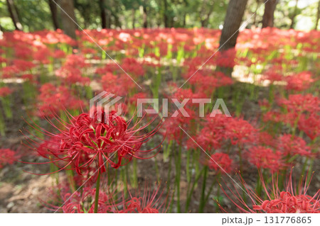 秋の気配を感じさせる色とりどりの彼岸花 131776865